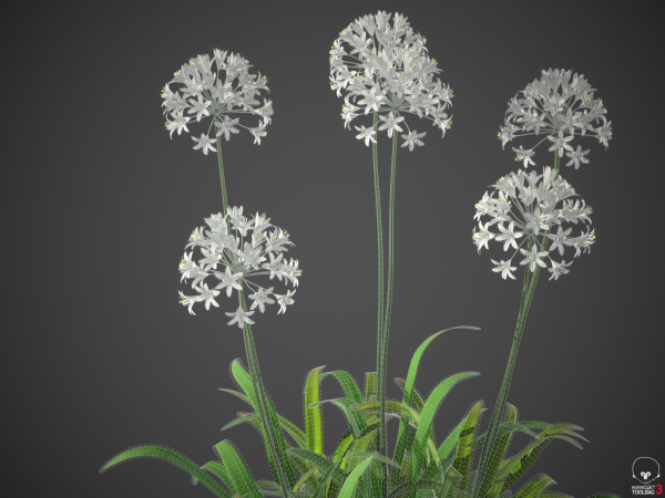 XfrogPlants African Lily - Agapanthus Africanus