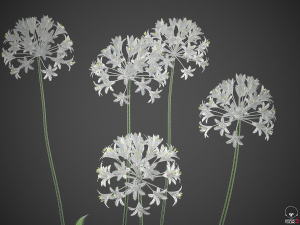 XfrogPlants African Lily - Agapanthus Africanus