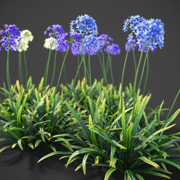 XfrogPlants African Lily - Agapanthus Africanus