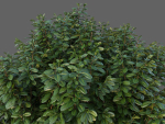 XfrogPlants Australian Laurel - Pittosporum Tobira
