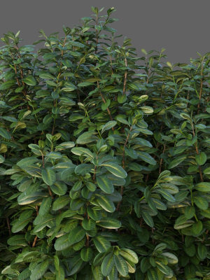 xfrogplants-australian-laurel-pittosporum-tobira-3d-model-max-obj-fbx-blend-GrowFX