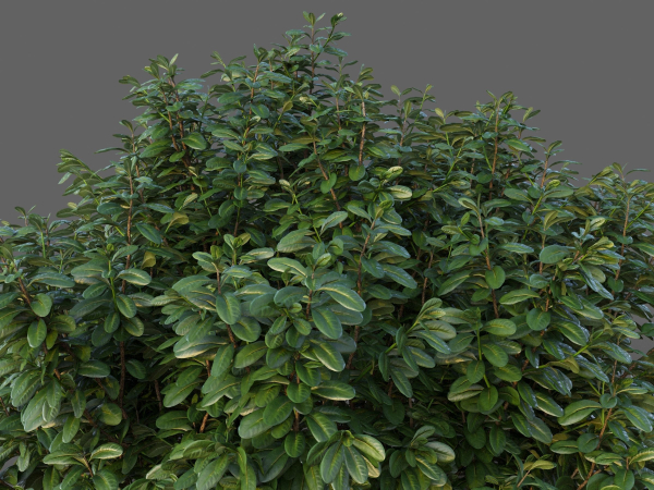 XfrogPlants Australian Laurel - Pittosporum Tobira