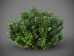 XfrogPlants Australian Laurel - Pittosporum Tobira