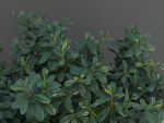 XfrogPlants Australian Laurel - Pittosporum Tobira