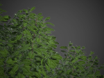 XfrogPlants Australian Laurel - Pittosporum Tobira
