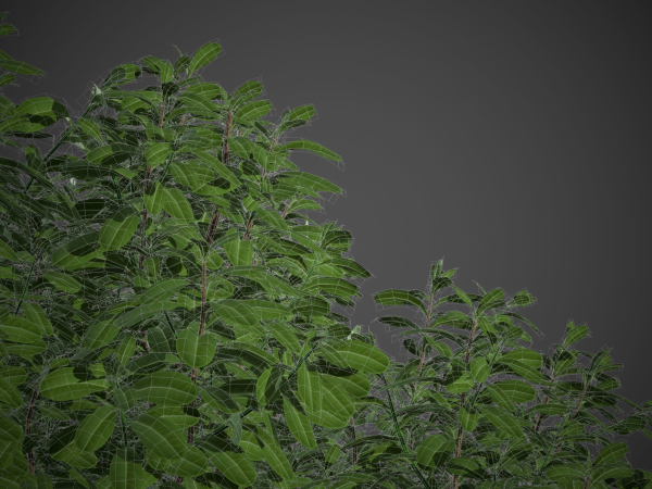 XfrogPlants Australian Laurel - Pittosporum Tobira
