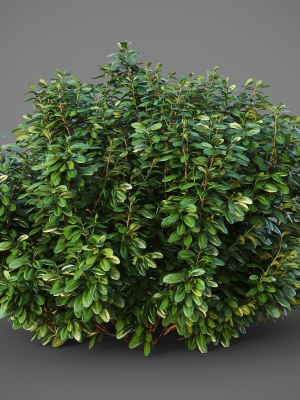 XfrogPlants Australian Laurel - Pittosporum Tobira