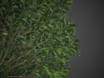 XfrogPlants Australian Laurel - Pittosporum Tobira