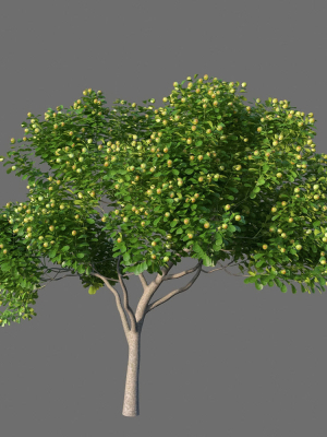 xfrogplants-autograph-tree-clusia-rosea-3d-model-animated-max-obj-fbx-blend-GrowFX