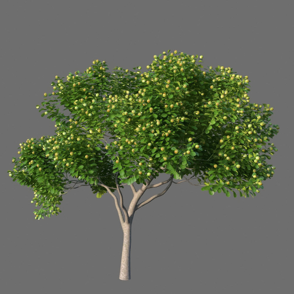 XfrogPlants Autograph Tree - Clusia Rosea
