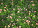 XfrogPlants Autograph Tree - Clusia Rosea