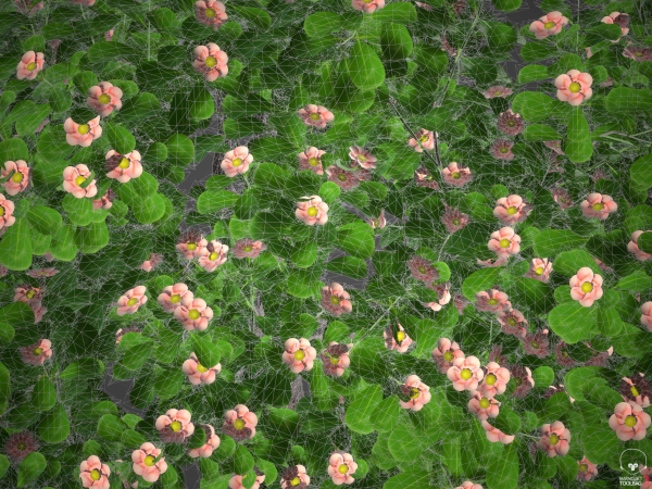 XfrogPlants Autograph Tree - Clusia Rosea