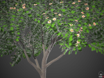 XfrogPlants Autograph Tree - Clusia Rosea