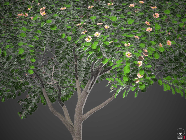 XfrogPlants Autograph Tree - Clusia Rosea