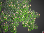 XfrogPlants Autograph Tree - Clusia Rosea