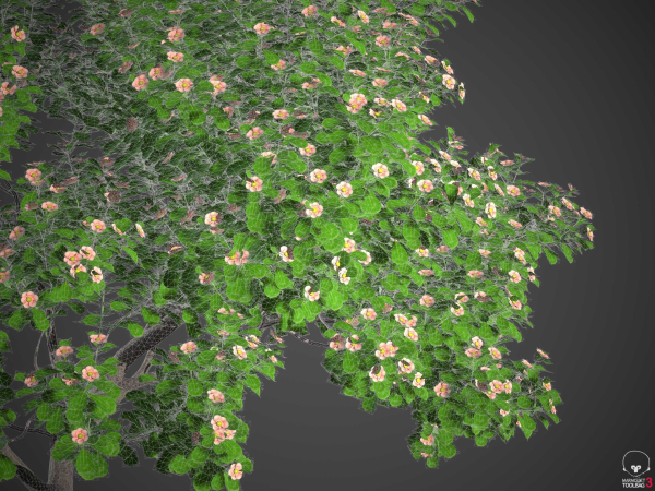 XfrogPlants Autograph Tree - Clusia Rosea
