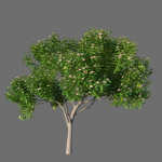 XfrogPlants Autograph Tree - Clusia Rosea