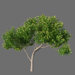 XfrogPlants Autograph Tree - Clusia Rosea
