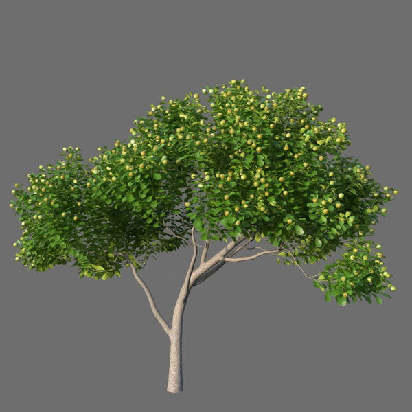 XfrogPlants Autograph Tree - Clusia Rosea