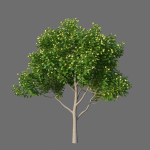 XfrogPlants Autograph Tree - Clusia Rosea