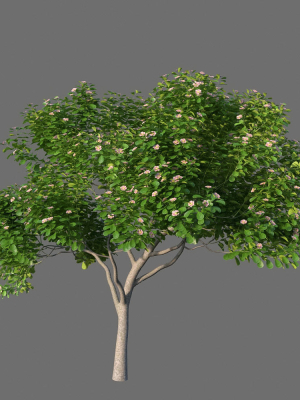 XfrogPlants Autograph Tree - Clusia Rosea
