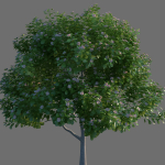 XfrogPlants Autograph Tree - Clusia Rosea