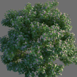 XfrogPlants Autograph Tree - Clusia Rosea