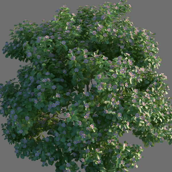 XfrogPlants Autograph Tree - Clusia Rosea