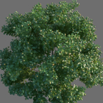 XfrogPlants Autograph Tree - Clusia Rosea