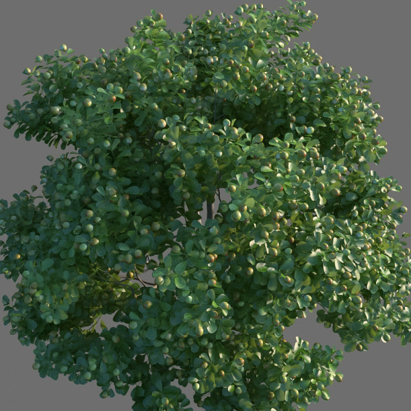 XfrogPlants Autograph Tree - Clusia Rosea