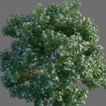 XfrogPlants Autograph Tree - Clusia Rosea