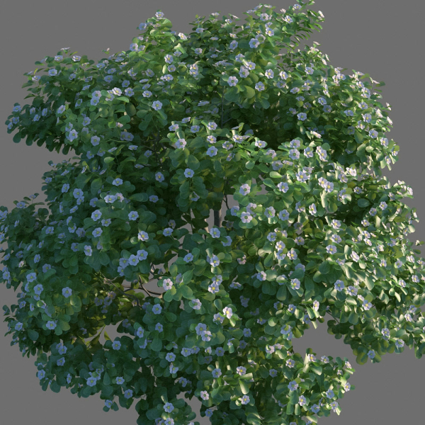 XfrogPlants Autograph Tree - Clusia Rosea