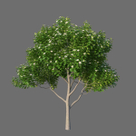 XfrogPlants Autograph Tree - Clusia Rosea