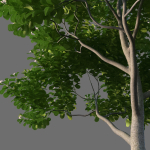 XfrogPlants Autograph Tree - Clusia Rosea