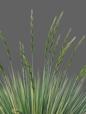 xfrogplants-basket-grass-lomandra-longifolia-3d-model-max-obj-fbx-blend-GrowFX