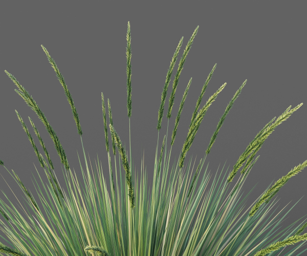 XfrogPlants Basket Grass - Lomandra Longifolia