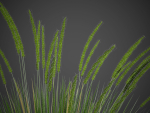 XfrogPlants Basket Grass - Lomandra Longifolia