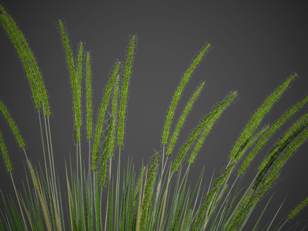 XfrogPlants Basket Grass - Lomandra Longifolia