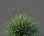 XfrogPlants Basket Grass - Lomandra Longifolia