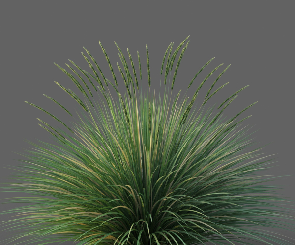 XfrogPlants Basket Grass - Lomandra Longifolia