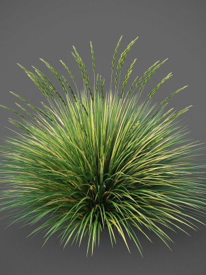 XfrogPlants Basket Grass - Lomandra Longifolia