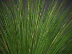XfrogPlants Basket Grass - Lomandra Longifolia