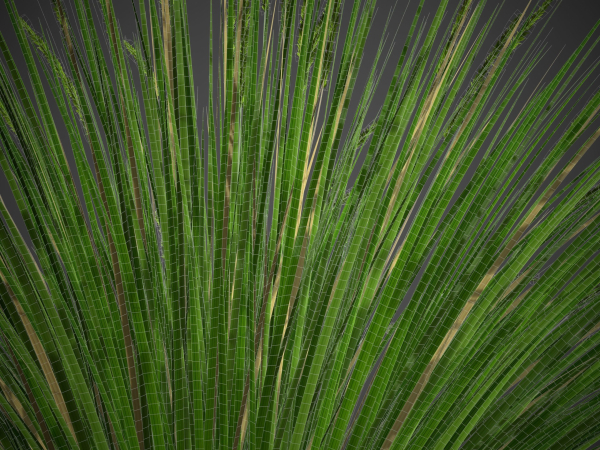 XfrogPlants Basket Grass - Lomandra Longifolia