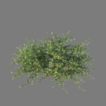 XfrogPlants Beach Creeper - Ernodea Littoralis