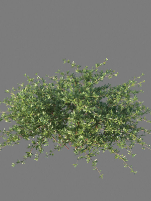 xfrogplants-beach-creeper-ernodea-littoralis-3d-model-animated-max-obj-fbx-blend-GrowFX