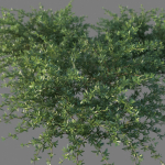 XfrogPlants Beach Creeper - Ernodea Littoralis