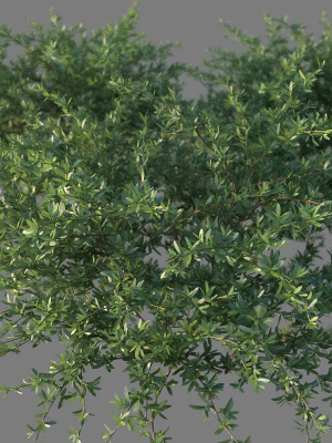 XfrogPlants Beach Creeper - Ernodea Littoralis