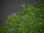 XfrogPlants Box Honeysuckle - Lonicera Nitida