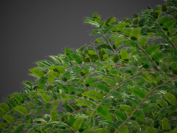 XfrogPlants Box Honeysuckle - Lonicera Nitida