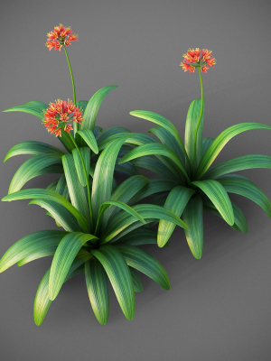 xfrogplants-bush-lily-clivia-miniata-3d-model-animated-max-obj-fbx-blend-GrowFX
